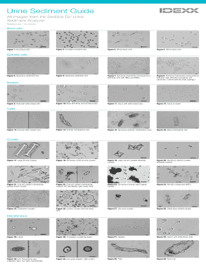 Urine Sediment Guide  Form