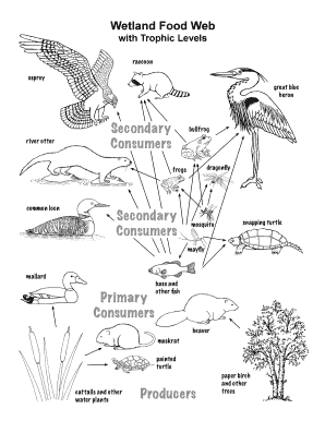 Wetland Food Web  Form