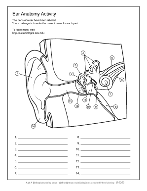 Ear Anatomy Activity  Form