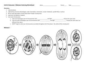 Unit 6 Outcome Meiosis Coloring Worksheet  Form