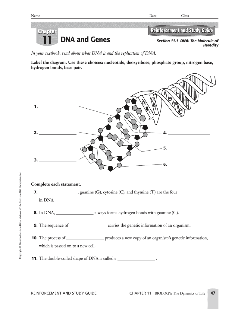 Chapter 11 Dna and Genes Worksheet Answer Key  Form