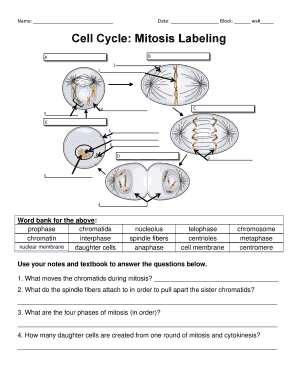 Cell Cycle Mitosis Labeling Loudoun County Public Schools Lcps  Form