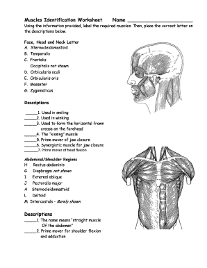 Muscles Identification Worksheet  Form