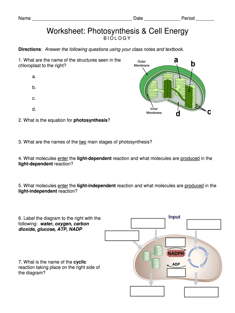 Photosynthesis and Cell Energy Worksheet Answers  Form