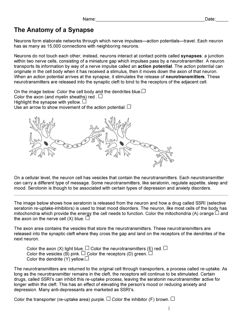 The Anatomy of a Synapse Worksheet Answers Key Biology Corner  Form