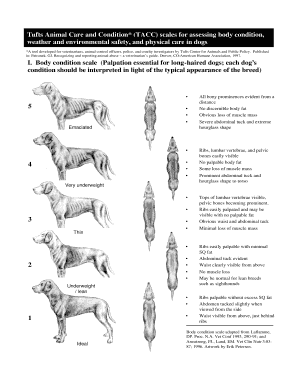 Tacc Scale  Form