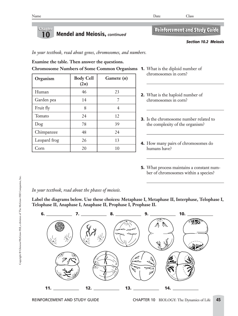 Chapter 10 Section 10 2 Meiosis Worksheet Answer Key  Form
