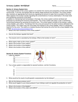 Urinary System Worksheet Answers PDF  Form