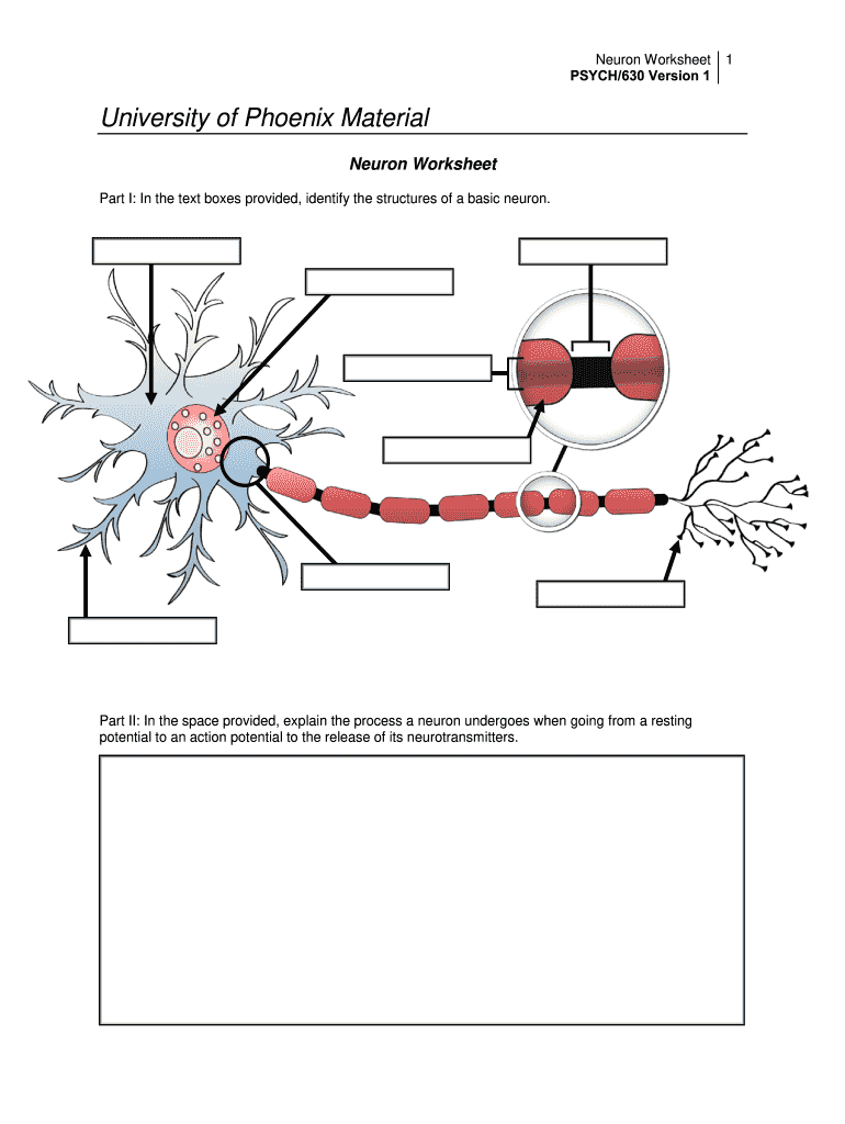 Neuron Worksheet Psych 630  Form