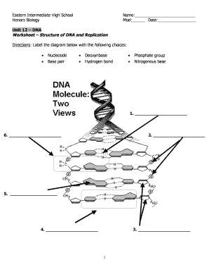 Dna Structure Worksheet High School PDF  Form