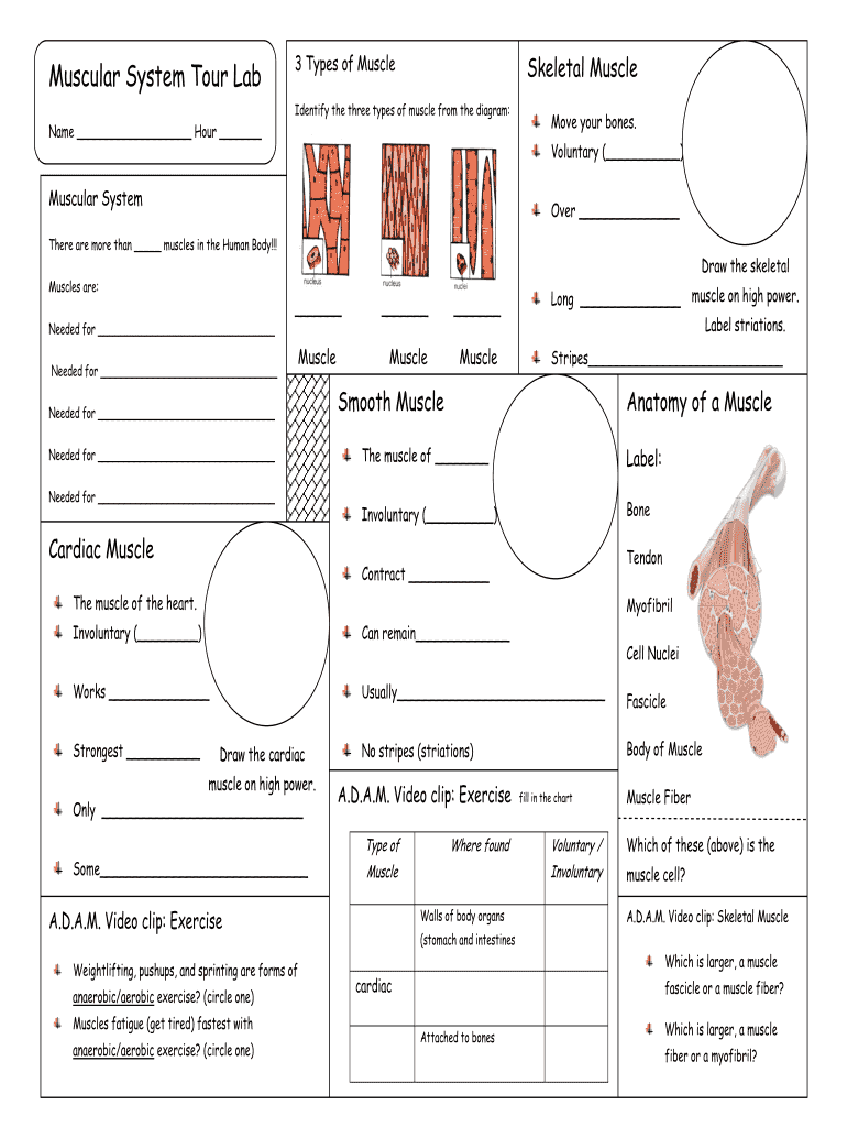 Muscular System Tour Lab  Form