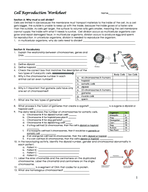 Cell Reproduction Worksheet Answer Key  Form
