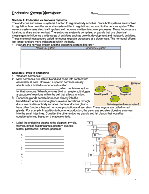 Endocrine System Worksheet PDF  Form