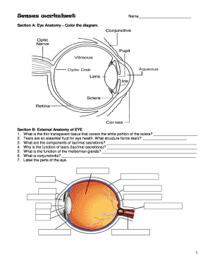 Eye Anatomy Worksheet  Form