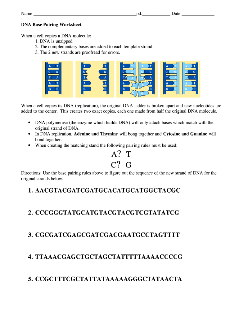 Dna Base Pairing Worksheet Answer Key  Form