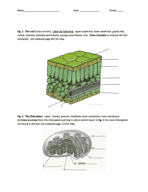 Label the Cross Section of a Leaf  Form