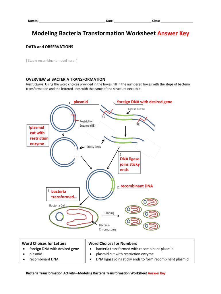 Bacterial Transformation Worksheet