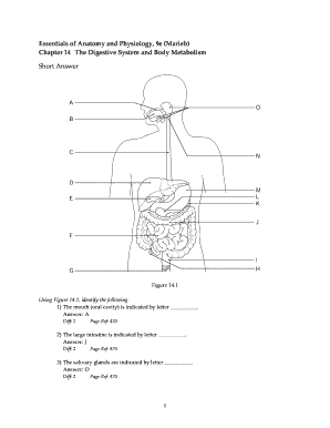 Chapter 14 the Digestive System and Body Metabolism Answer Key PDF  Form