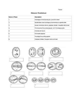 Meiosis Worksheet PDF  Form