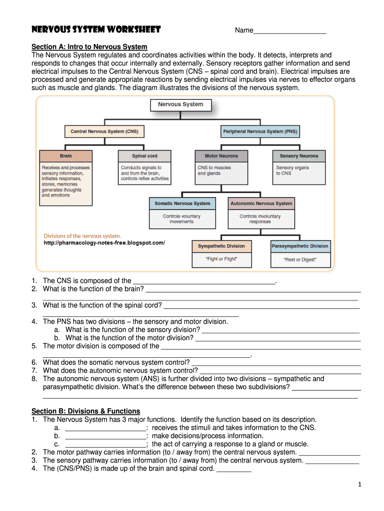 Nervous System Fill in the Blank Worksheet Answers  Form