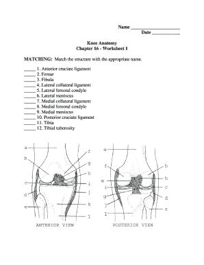 Chapter 16 Worksheet the Knee and Related Structures  Form