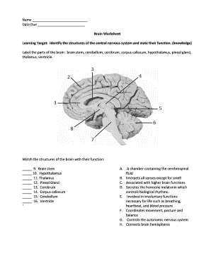 Brain Worksheet Learning Target Identify the Structures  Form