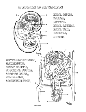 The Nephron Worksheet  Form