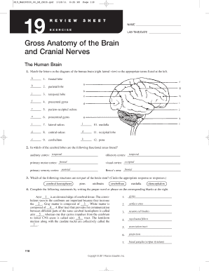 Gross Anatomy of the Brain and Cranial Nerves  Form