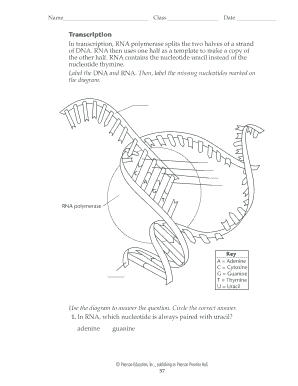 Fill in the Missing Nucleotides in the Diagram  Form