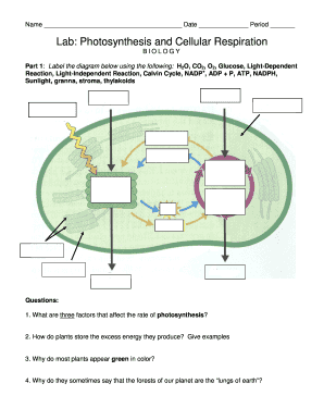 Lab Photosynthesis and Cellular Respiration Triton Science  Form