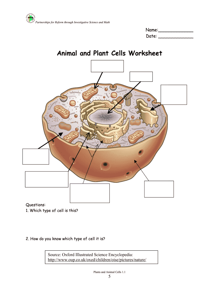 Animal and Plant Cells Worksheet 1 1 Answer Key  Form