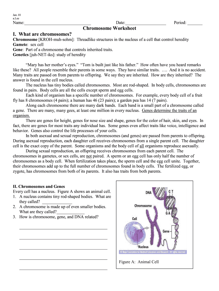 Chromosome Worksheet I What Are Chromosomes?  Picture  Form