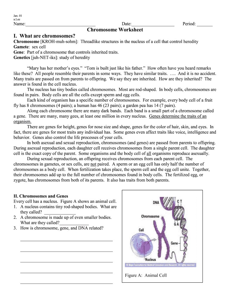 Chromosomes Worksheet Answer Key