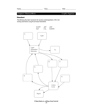 Photosynthesis Graphic Organizer PDF  Form