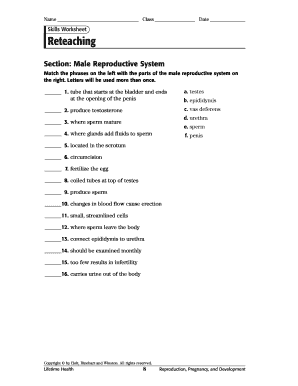 Matching Reproductive Anatomy Worksheet  Form