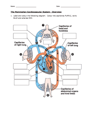 The Mammalian Cardiovascular System Overview Kyoussef Mci  Form