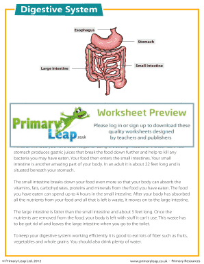 Digestive System Reading Comprehension PDF  Form