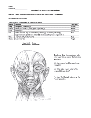 Muscles of the Head Worksheet  Form