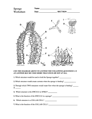 Sponge Worksheet Answers  Form