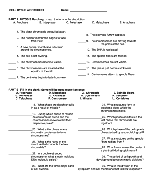 Cell Cycle Worksheet PDF  Form