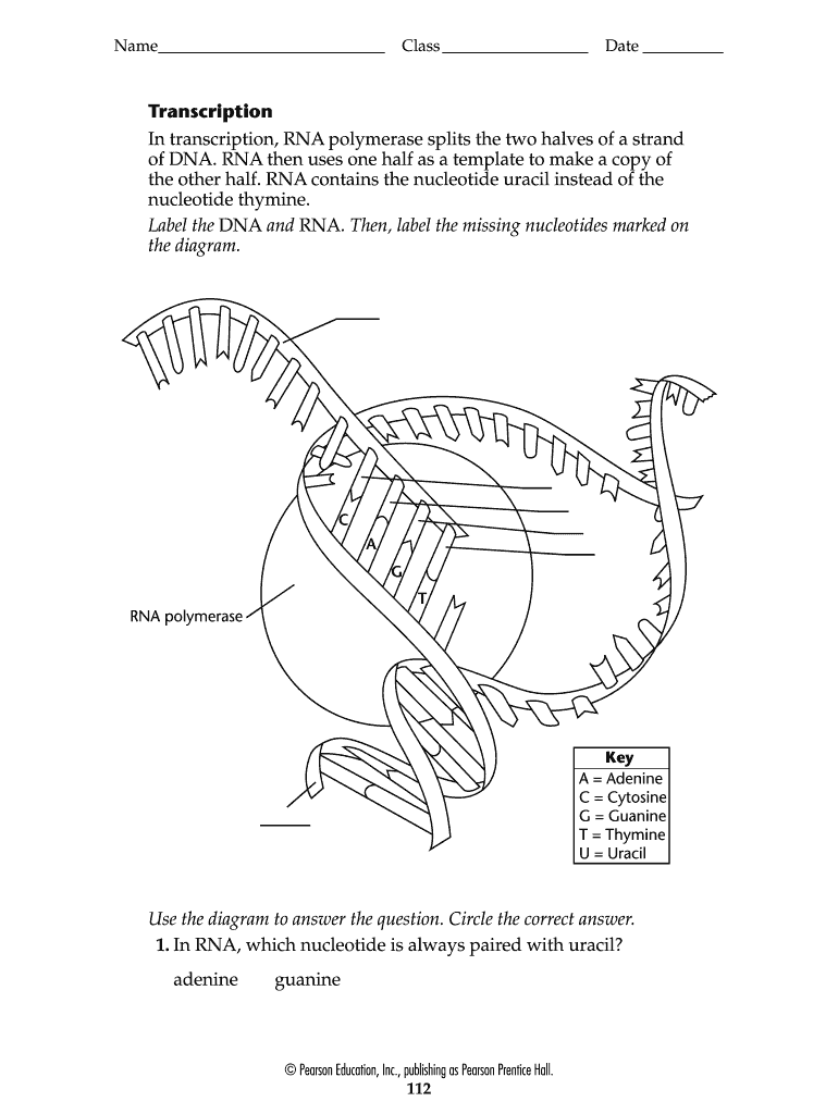 Label Dna and Rna  Form