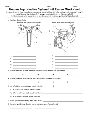The female reproductive system worksheet