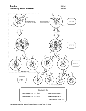 Meiosis Coloring Worksheet  Form