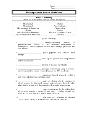 Photosynthesis Review Worksheet  Form