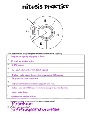 Blank Cell Cycle Diagram  Form