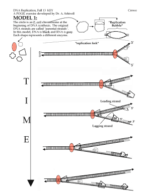 Dna Replication Pogil  Form