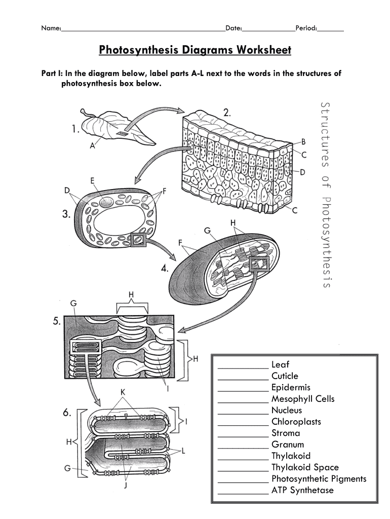 Photosynthesis Diagrams Worksheet Answer Key  Form