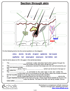 Section through Skin Worksheet  Form