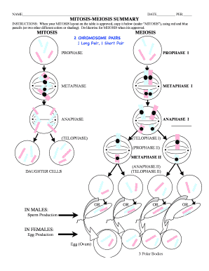 Mitosis Meiosis Summary Worksheet  Form