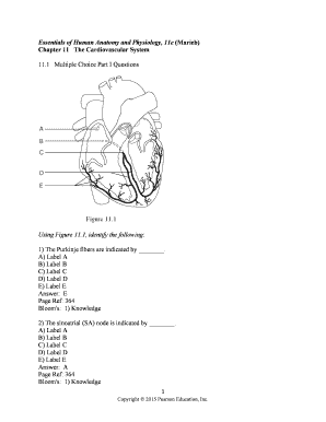 Essentials of Human Anatomy and Physiology 11e Marieb Chapter 11  Form